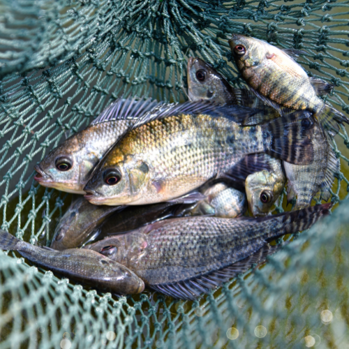 Tilápias Alevinos a partir de 3cm